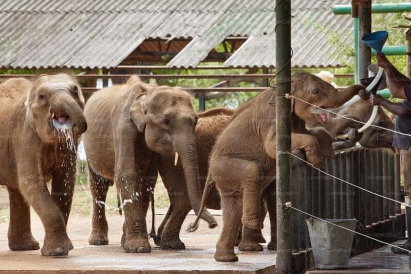 17 Days / 16 Nights in Sri Lanka