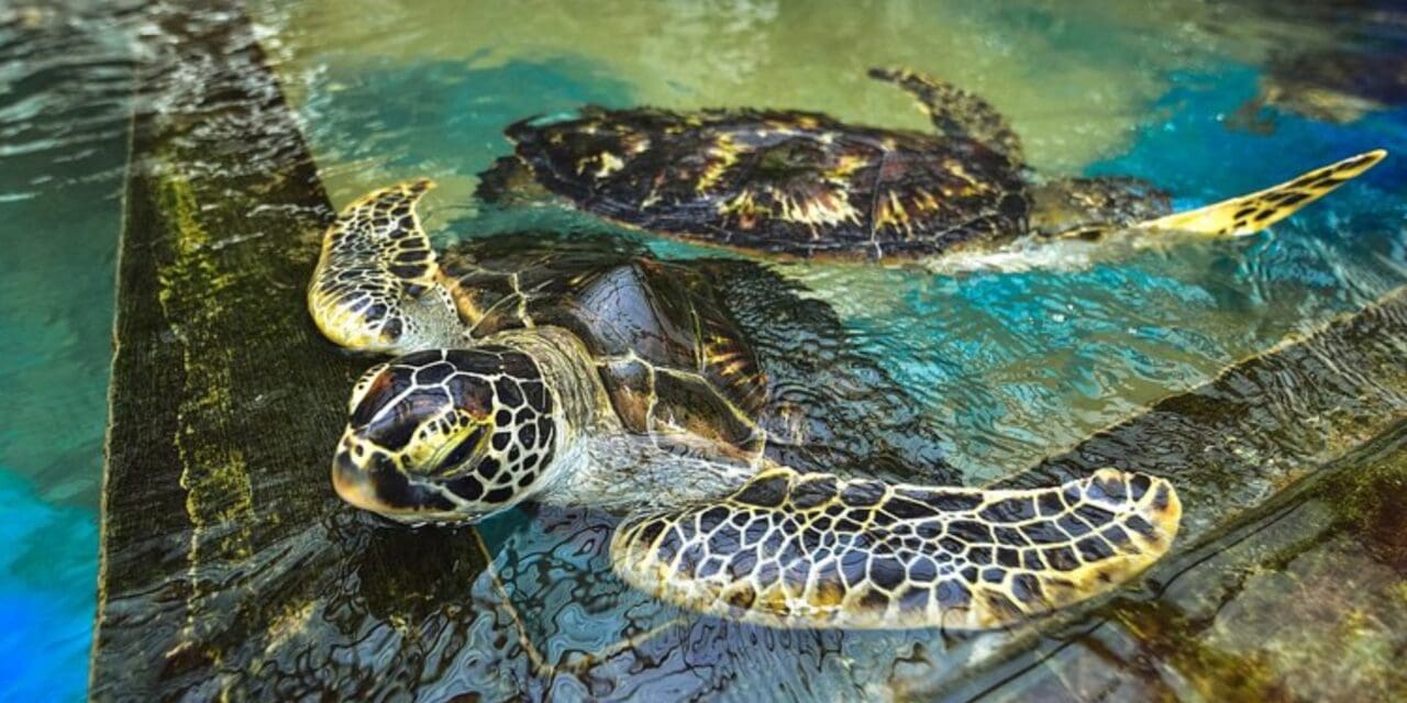 12 Days / 11 Nights in Sri Lanka