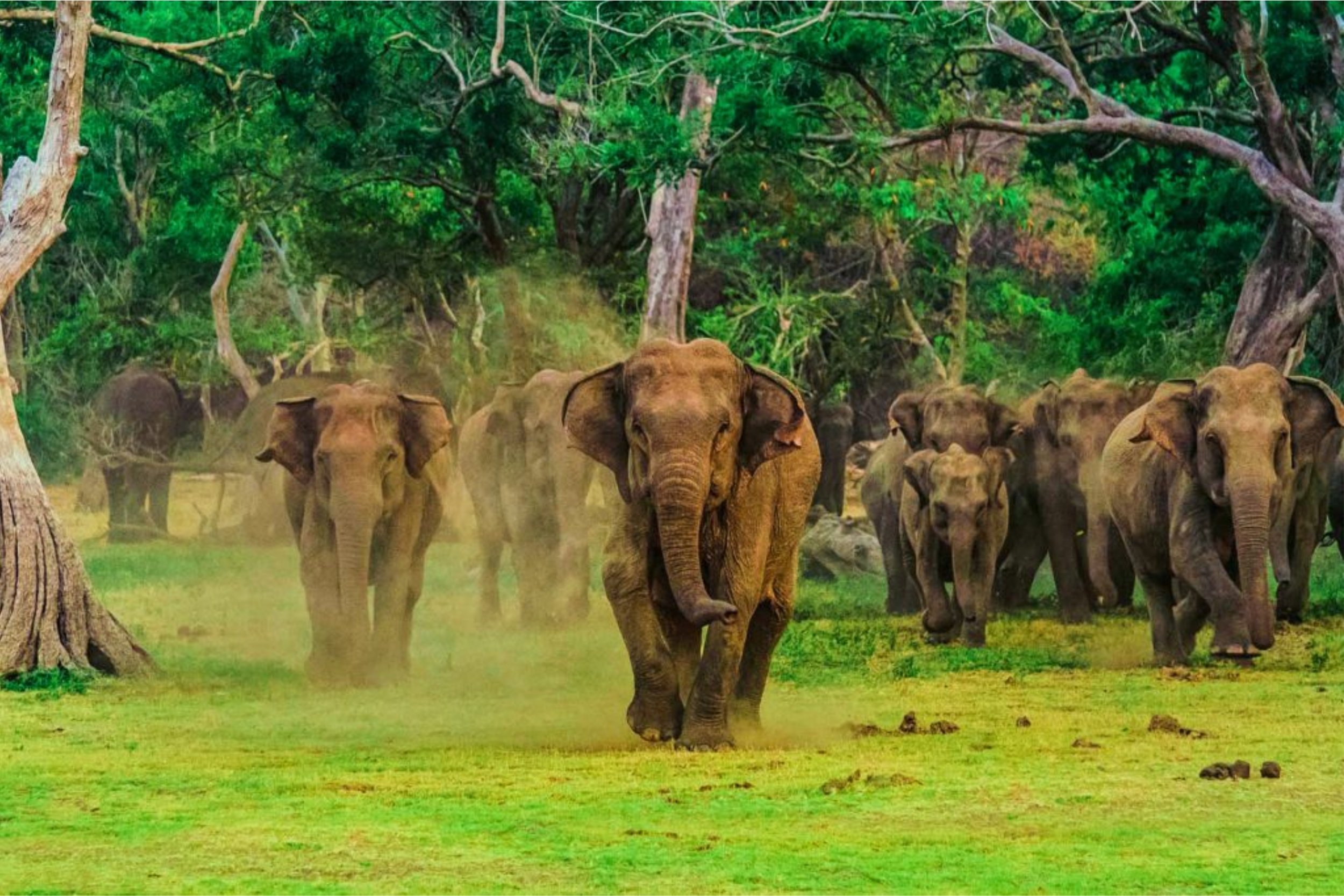 https://srilankatourdriverwithcar.com/wp-content/uploads/2019/12/wilpattu-national-park-sri-lanka-01.jpg