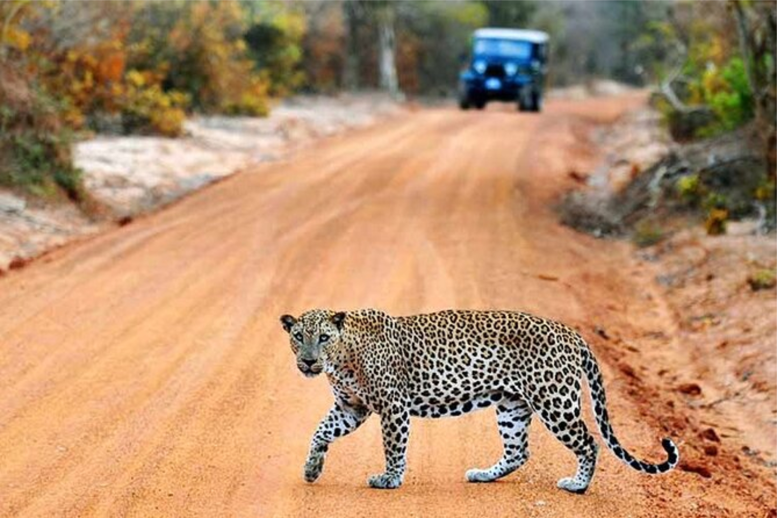 Customized Sri Lanka tour at yala