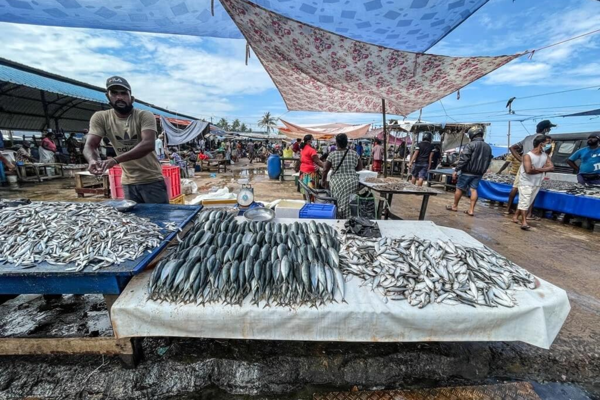 https://srilankatourdriverwithcar.com/wp-content/uploads/2025/05/negombo-fish-market-sri-lanka.jpg