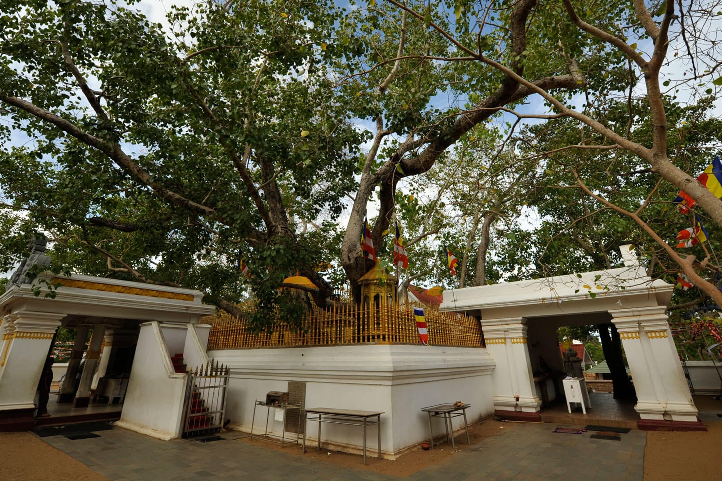 https://srilankatourdriverwithcar.com/wp-content/uploads/2025/10/sri-maha-bodhi-anuradhapura.png